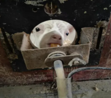 【牧场实验全记录】吉宝莱羔羊代乳粉：羔羊的“成长密码”被破解了！